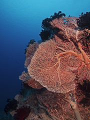 Naklejka premium Red Sea Fan, Roter Riesen-Knotenfächer (Melithaea ochracea)