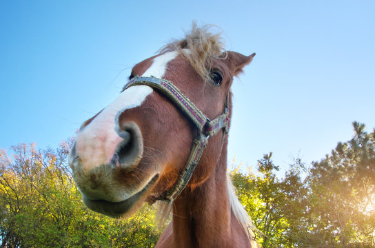 Funny Horse Portrait.