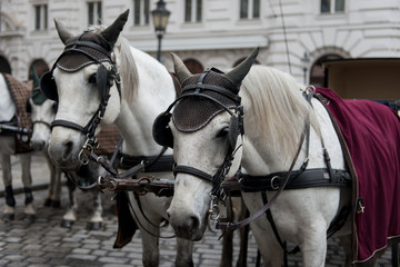 Vienna. Austria. Horses with carriages and carts waiting for tourists in the old city streets.