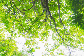 beautiful green trees forest with sunlight backgrounds.