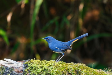 The birds in the nature of Thailand,White-bellied Redstart ( Hodgsonius phaenicuroides).