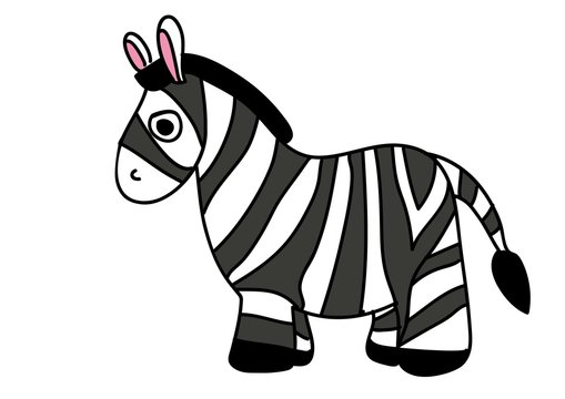 Fototapeta zebra