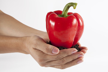 Holding a red bell pepper