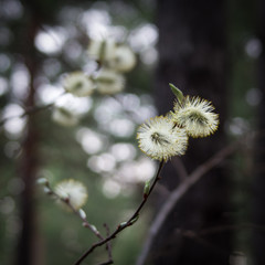 Blooming Pussy Willow (Salix) in the woods