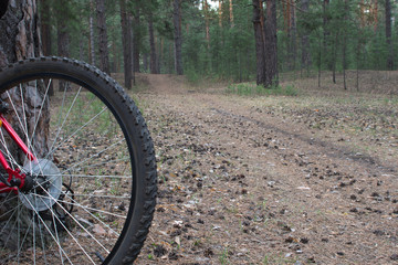 Mountain bike ready to go on a trail in the woods with sunrise background.  Walking footpath or biking path.