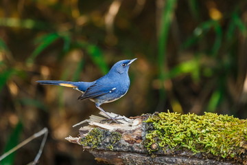 The birds in the nature of Thailand,White-bellied Redstart ( Hodgsonius phaenicuroides).