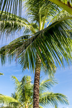 An image of tropical palm tree in the blue sunny sky on paradise island Bali, Indonesia.