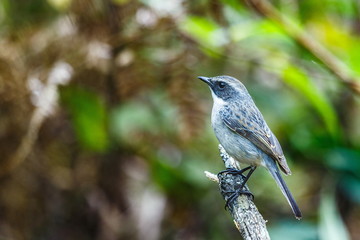 The birds in the nature of Thailand,Grey Bushchat  ( Saxicola ferrea ) .