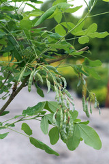 Laburnum anagyroides / golden rain / golden chain - seeds