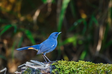 The birds in the nature of Thailand,White-bellied Redstart ( Hodgsonius phaenicuroides).