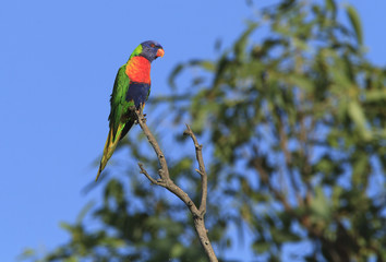  Colorful Rainbow Lorikeet