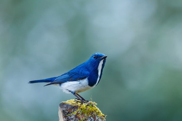 The birds in the nature of Thailand,Ultramarine flycatcher.