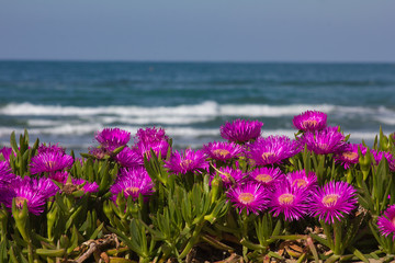 Obrazy na Szkle  Różowe kwiaty na morzu Pesaro