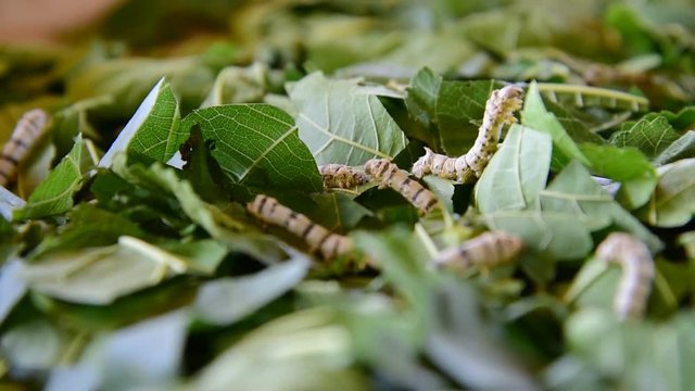 silkworms eating mulberry leaves on the woven basket