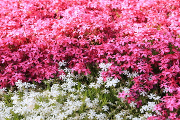 Obraz premium 芝桜