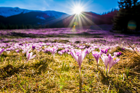 Fototapeta Krokusy na Polanie Chochołowskiej
