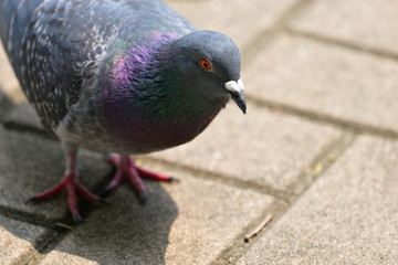 rock dove