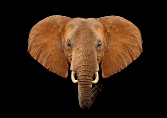 Fotobehang Hoofd olifant op een zwarte achtergrond © byrdyak
