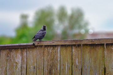 jackdaw sitting on an old wooden fence, on a blurry background of trees and sky