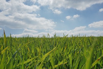 Obraz premium Acker mit Gras unter Sommerhimmel mit kleinen Wolken