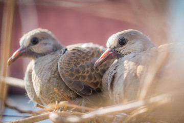 Baby dove bird