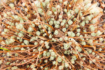 Brown and green sedum succulent plant background
