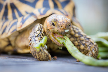 India or star turtle is eating vegetable
