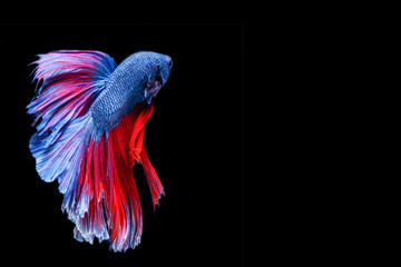 Capture the moving moment of red-blue siamese fighting fish isolated on black background. Betta fish