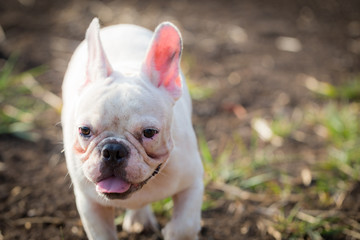 Fototapeta premium French bulldog is playing in the field