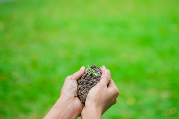 Young plant in soil on hands isolated green grass background