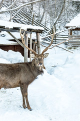 Deer at zoo in winter.