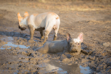 French bulldog is playing in the field