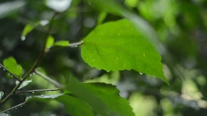PENANG Malaysia - 25 March 2017 : Heavy rain in the tropical rain forest.