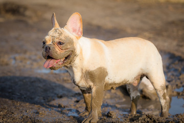 French bulldog is playing in the field