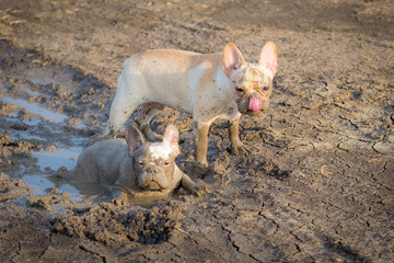 French bulldog is playing in the field