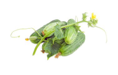 Several cucumbers and stem with leaves and flower
