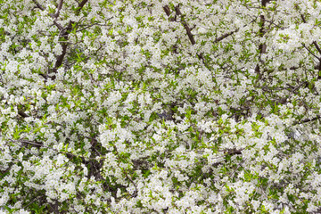 Background of the blossoming cherry trees