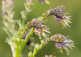 green plant with buds
