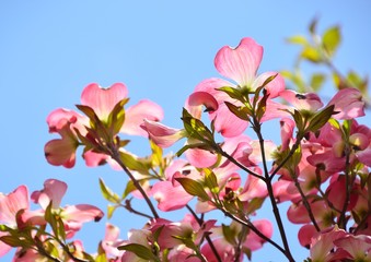 Red blossoms of flowering dogwood under blue sky