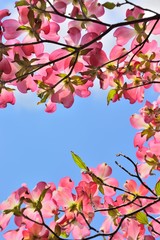 Red blossoms of flowering dogwood under blue sky
