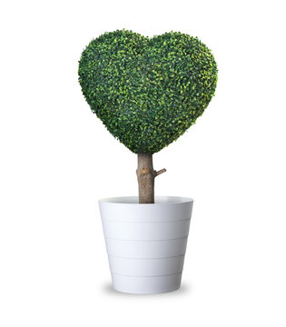 Love sign. Heart shaped tree in pot isolate with clip path