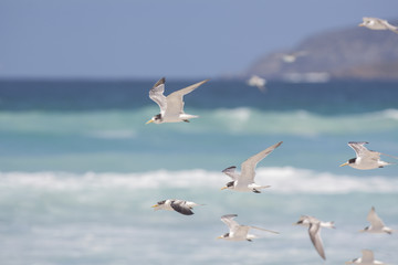 Cruising the Beach/Sea breeze under their wings to give them lift as they cruise the shore, along the water line.