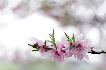 cherry flowers in small clusters. Japan