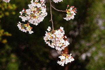 Wild Himalayan cherry at night. april 01.