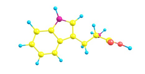 Tryptophan molecular structure isolated on white