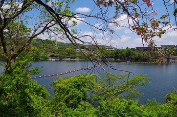葉桜と津久井湖