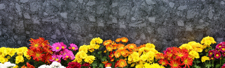 Gerbera flower against granite wall