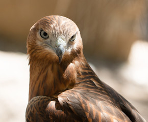 bird hawk