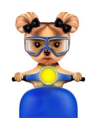 Adorable girl of yorkie sitting on a motorbike