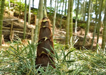 Bamboo shoots in japanese spring